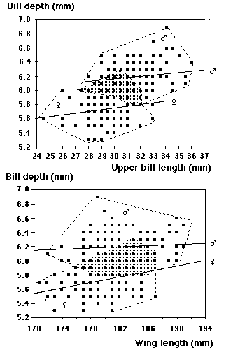 bill depth on wing/bill