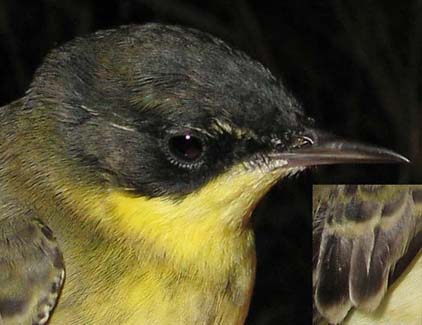 feldegg type yellow wagtail
