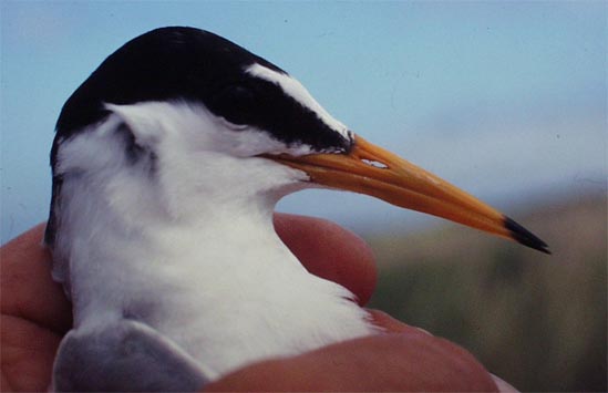 littletern