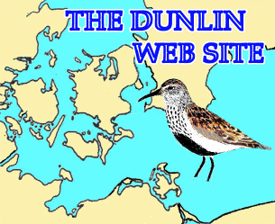 dunlin