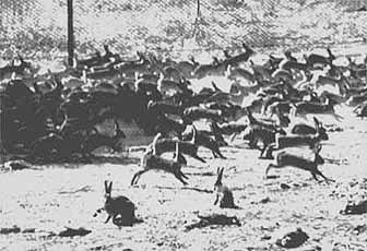 rabbits in Australia