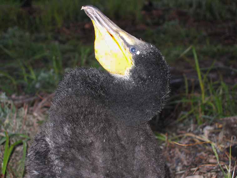 young cormorant