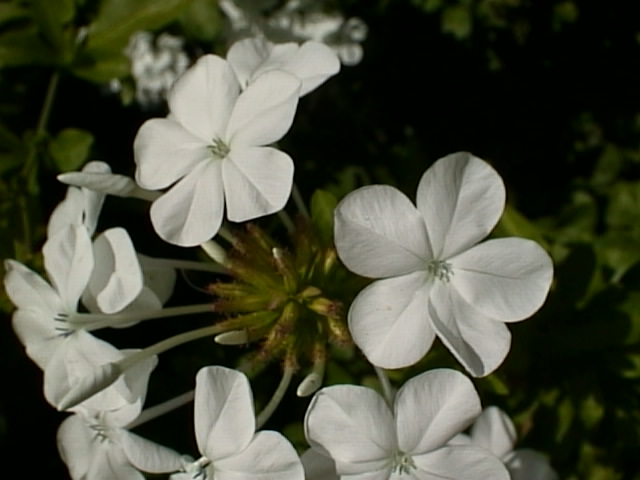 Naturen i n&auml;rbild.