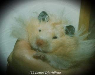 thumbnail of hamster