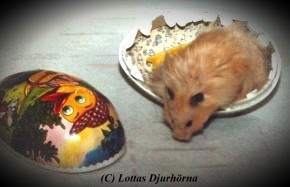 thumbnail of hamster