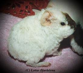 thumbnail of your picture #27