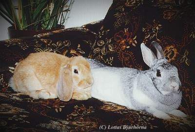 thumbnail of your picture #16