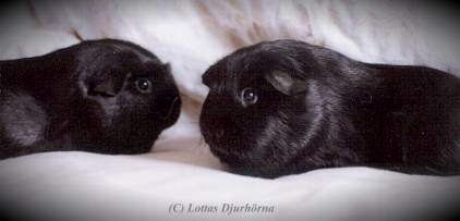 thumbnail of your picture #18