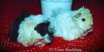 thumbnail of your picture #20